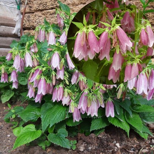 Campanula punctata 'Rubra' - Täpitud kellukas 'Rubra' P9/0,55L 